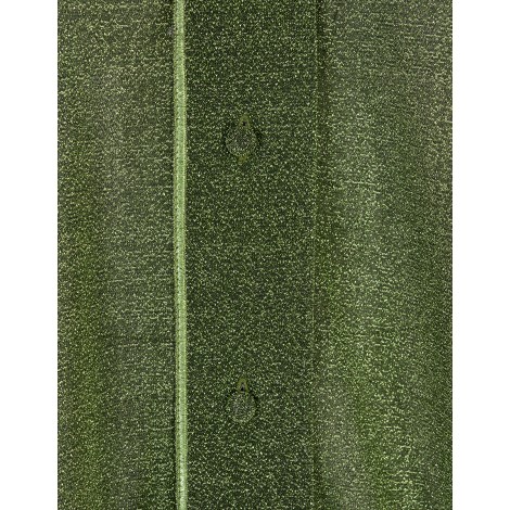 OSEREE Camicia Plumage Lumiere Verde