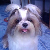 Love Shugun